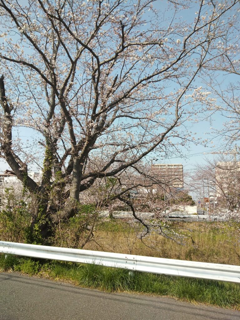 矢那川　桜　2021-03-26